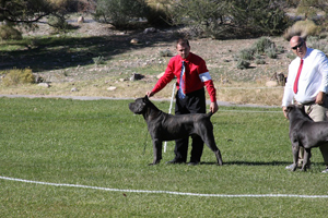 cane corso show 